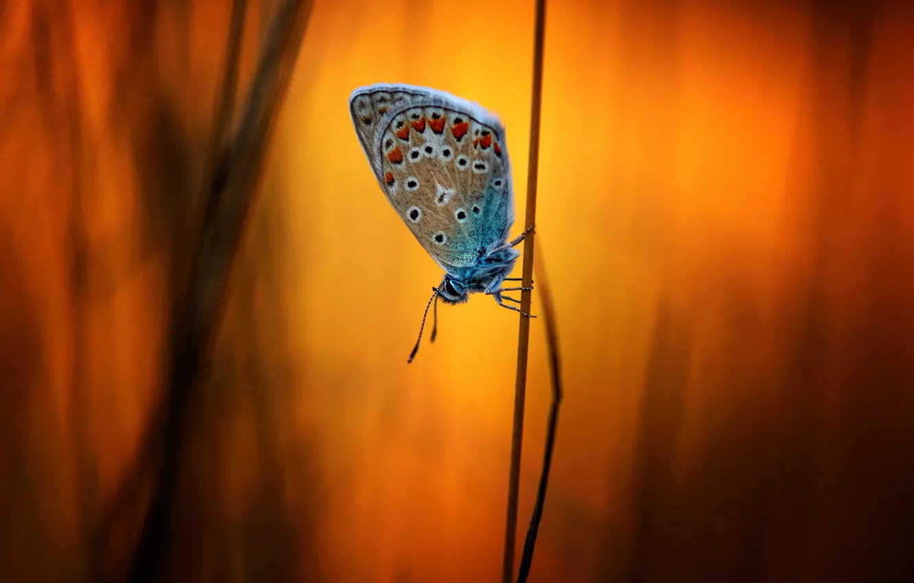 Photo wallpaper nature, background, butterfly, a blade of grass, bokeh