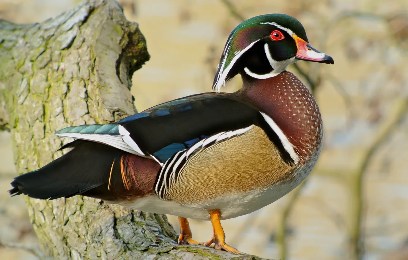 Photo wallpaper trees, male, wood duck, or karolinka, (Aix sponsa)