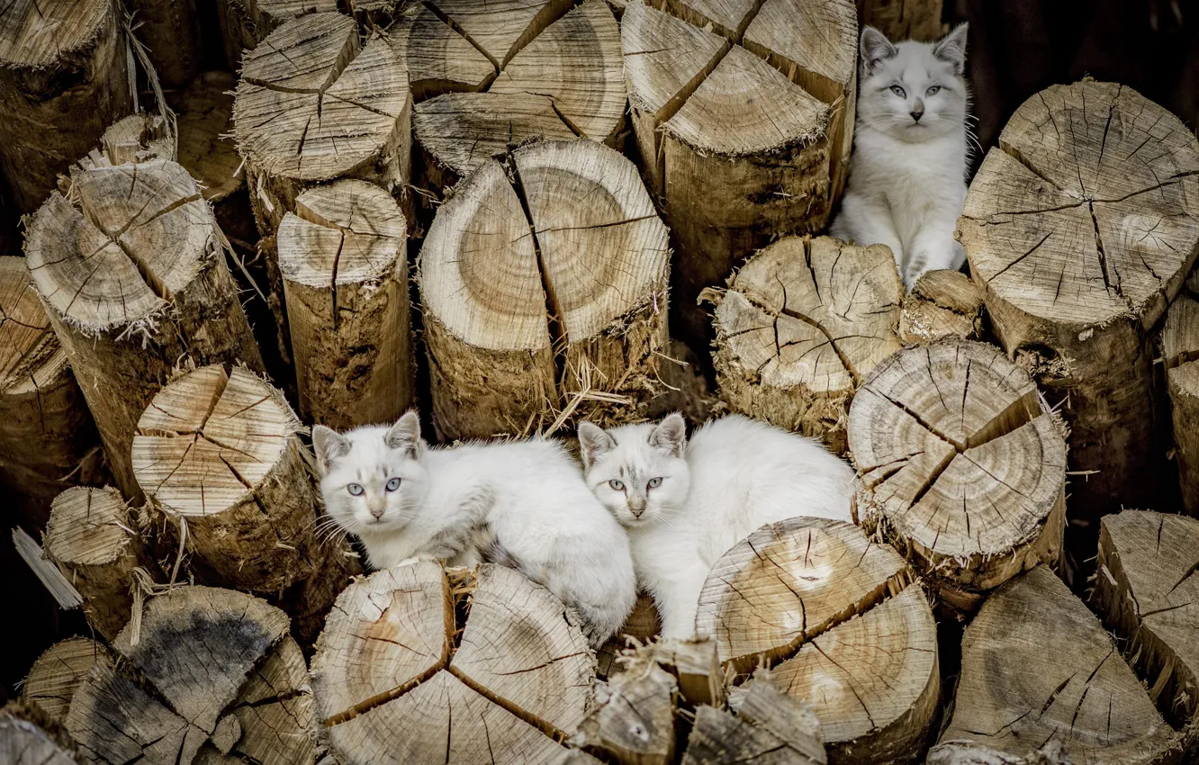 Photo wallpaper cats, cats, logs