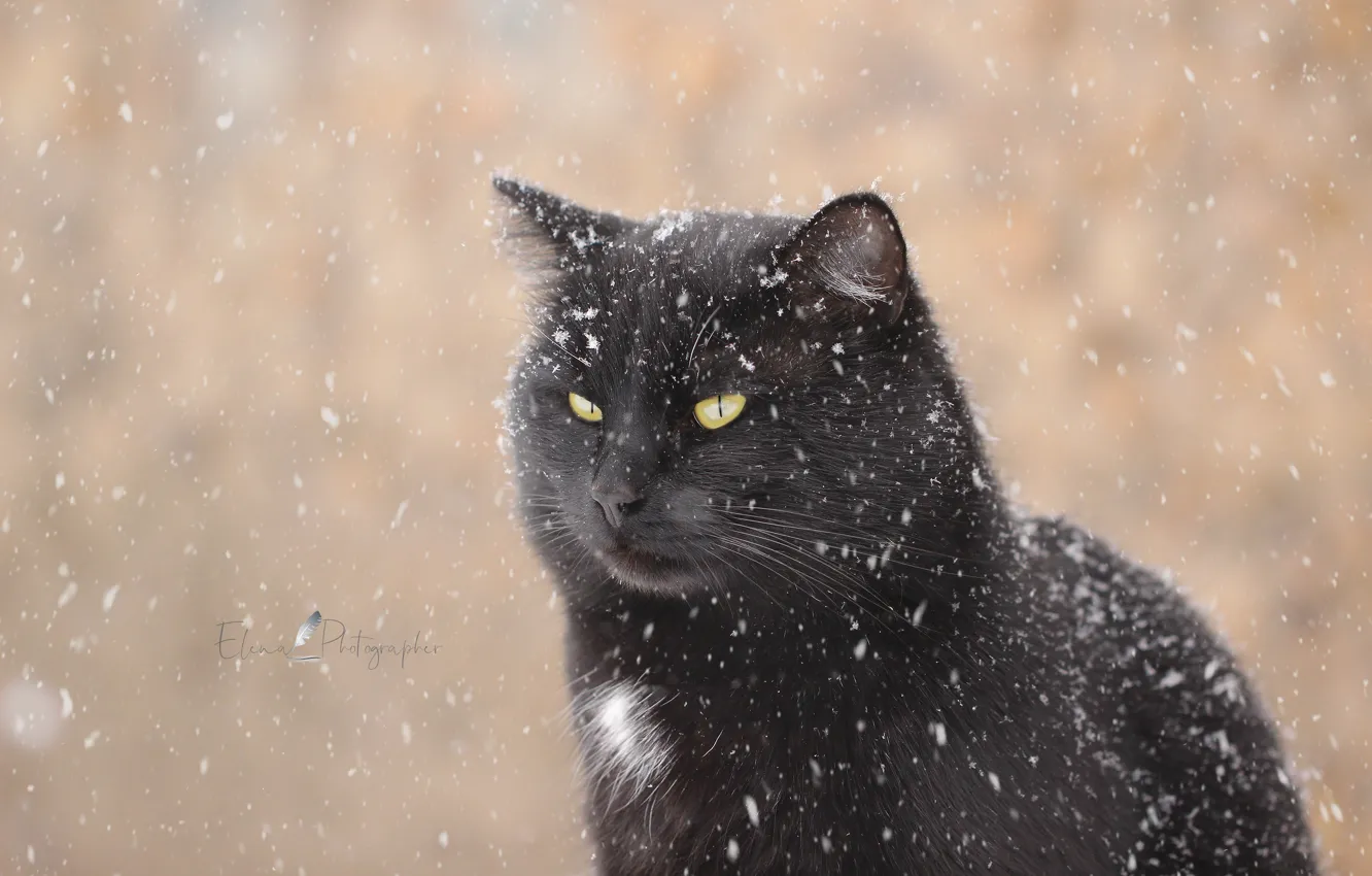 Photo wallpaper winter, cat, look, snow, background