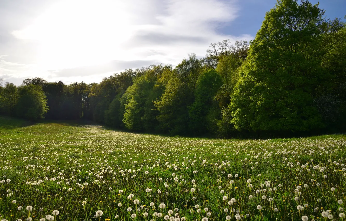 Wallpaper Greens Summer The Sky Grass The Sun Clouds Trees