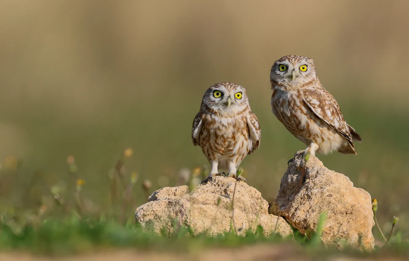Photo wallpaper Predator, look, Owls