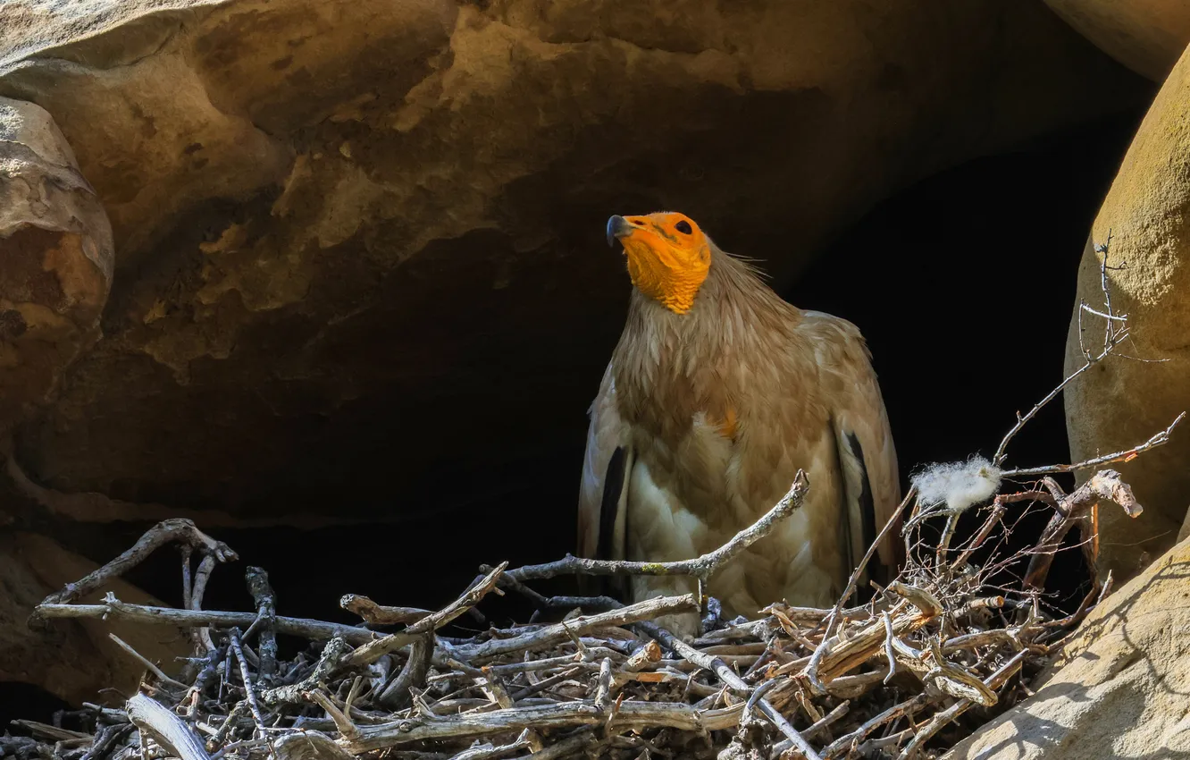 Photo wallpaper branches, bird, socket, Vulture, Magov Marat