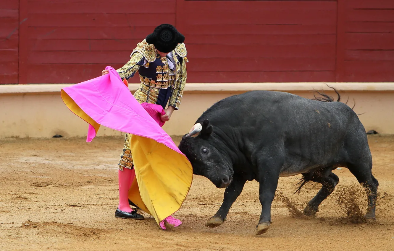 Photo wallpaper bull, Matador, Korea