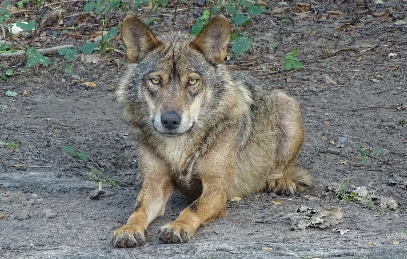 Photo wallpaper Predator, nature, snow, face, animal, wolf, wolves, canis lupus