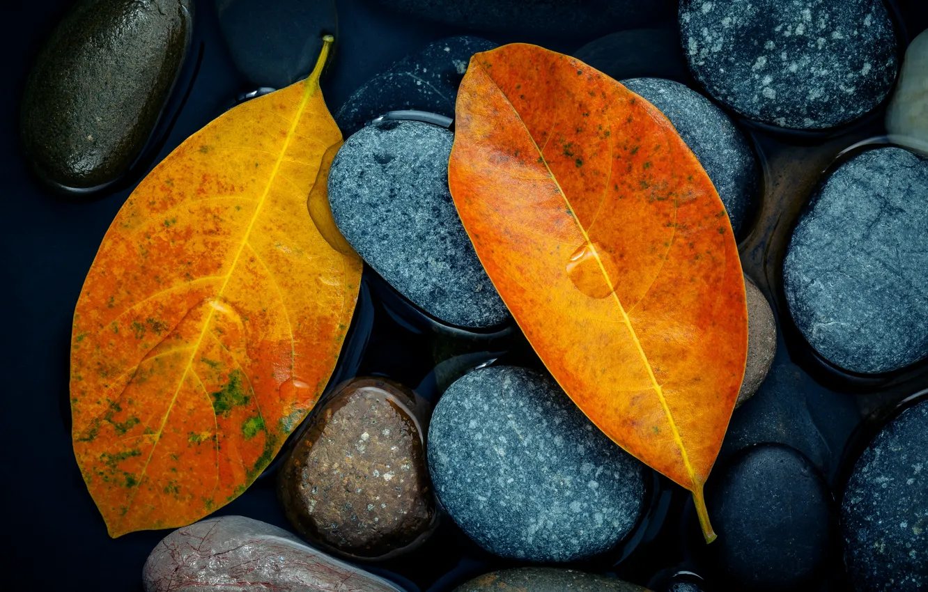 Photo wallpaper autumn, leaves, stones, yellow, yellow, stone, autumn, leaves