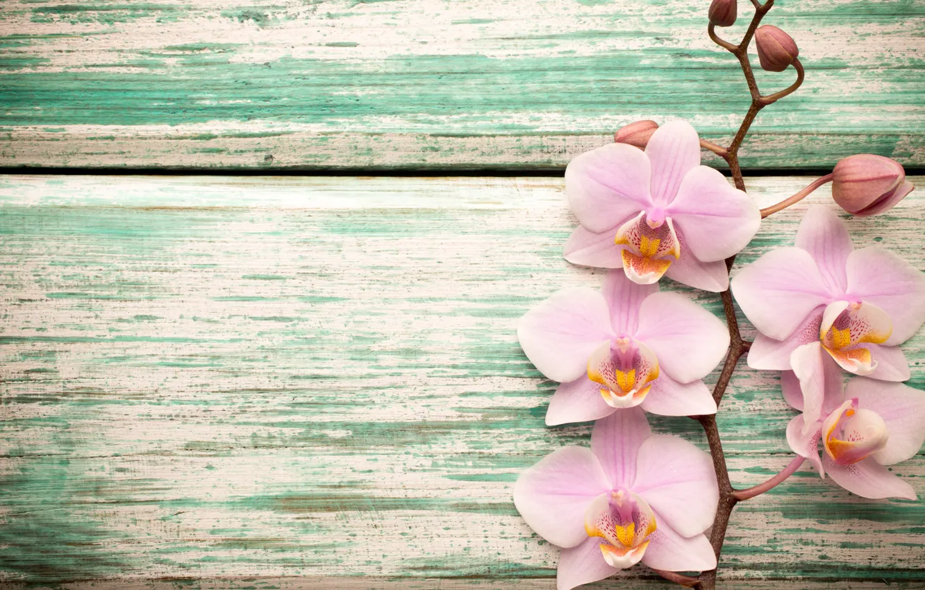 Photo wallpaper wood, Orchid, pink, flowers, orchid