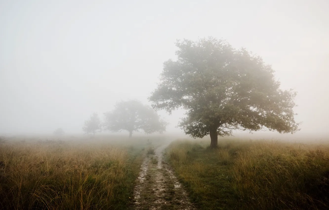 Photo wallpaper road, field, fog