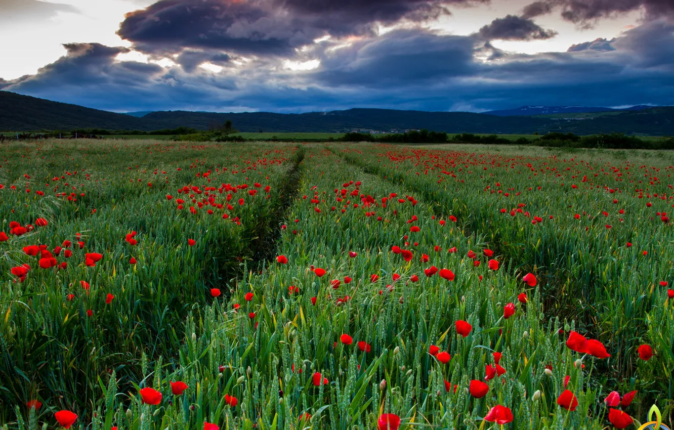 Photo wallpaper field, the sky, grass, clouds, Maki, track, ears