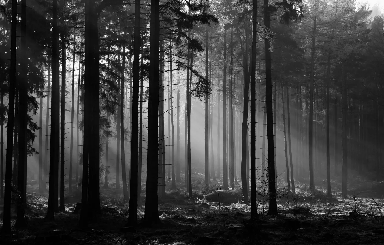 Photo wallpaper forest, trees, nature, black and white, monochrome, rays of light, monochrome, black and white