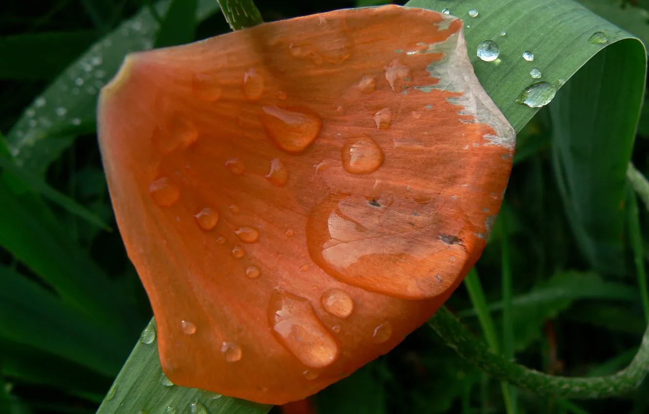 Photo wallpaper macro, flowers, nature, petals, dew drops, my photo