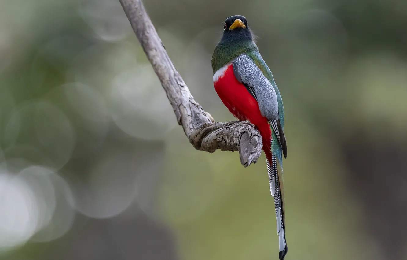 Photo wallpaper branches, nature, bird, bokeh, trogon