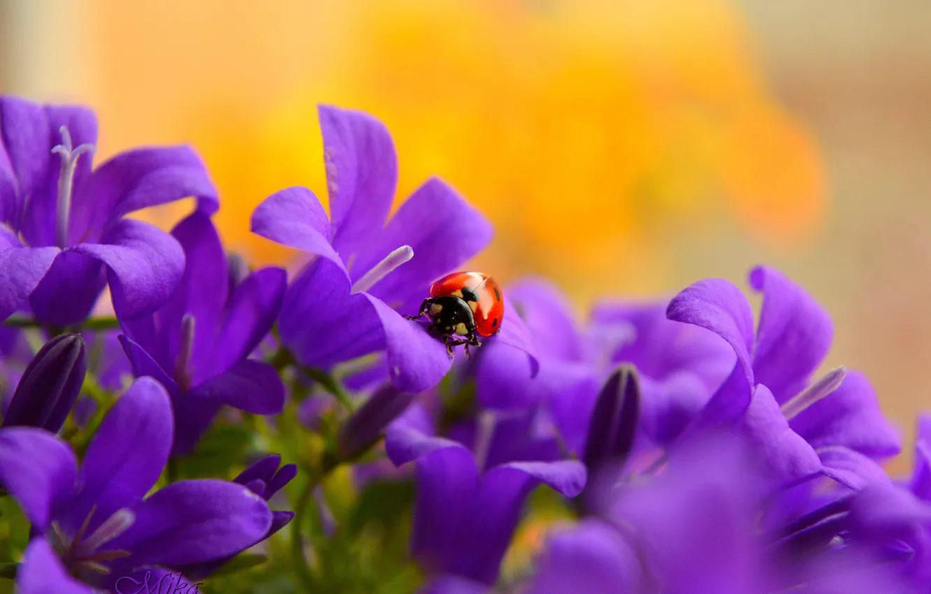 Photo wallpaper ladybug, Flowers, bells, Purple flowers, Purple flowers