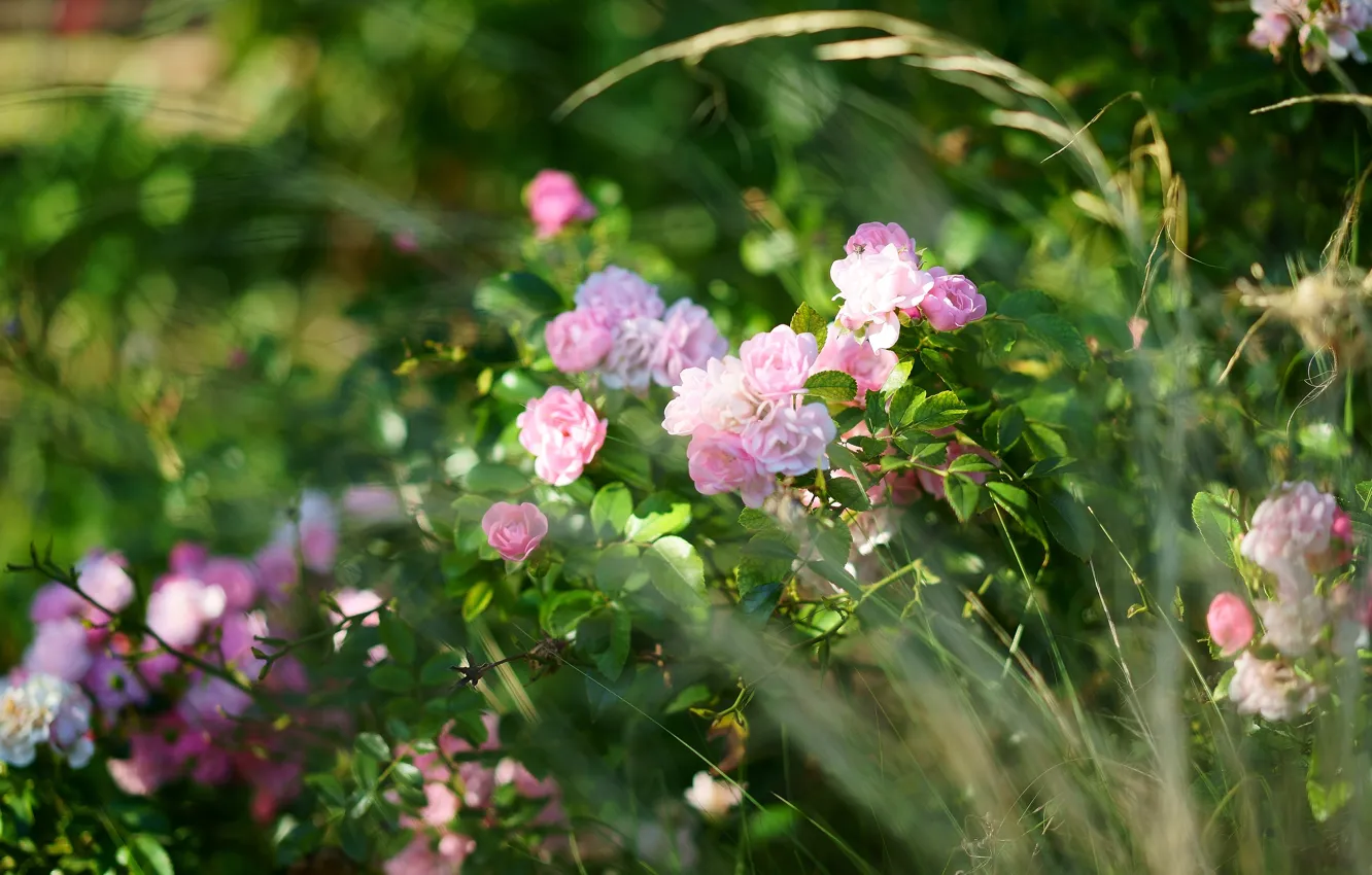 Photo wallpaper grass, flowers, roses, garden, pink, bokeh, rosette