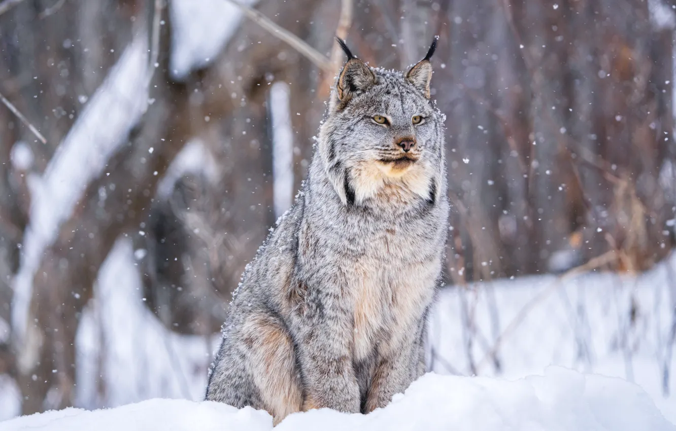 Photo wallpaper winter, snow, lynx