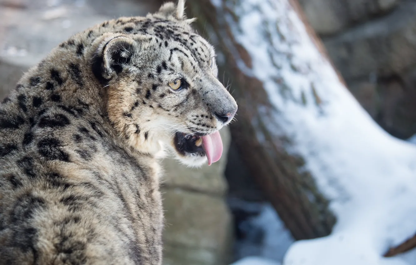 Photo wallpaper winter, language, face, snow, predator, IRBIS, snow leopard, wild cat