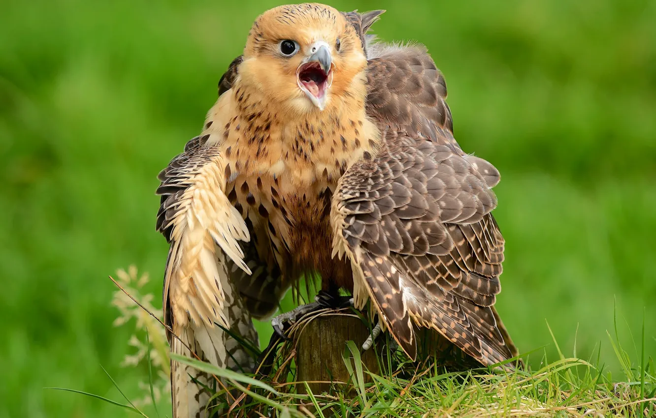 Photo wallpaper bird, feathers, Falcon