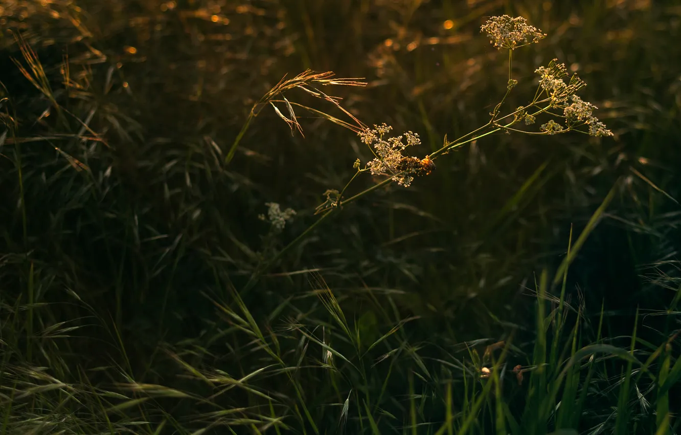 Photo wallpaper grass, macro, sunlight
