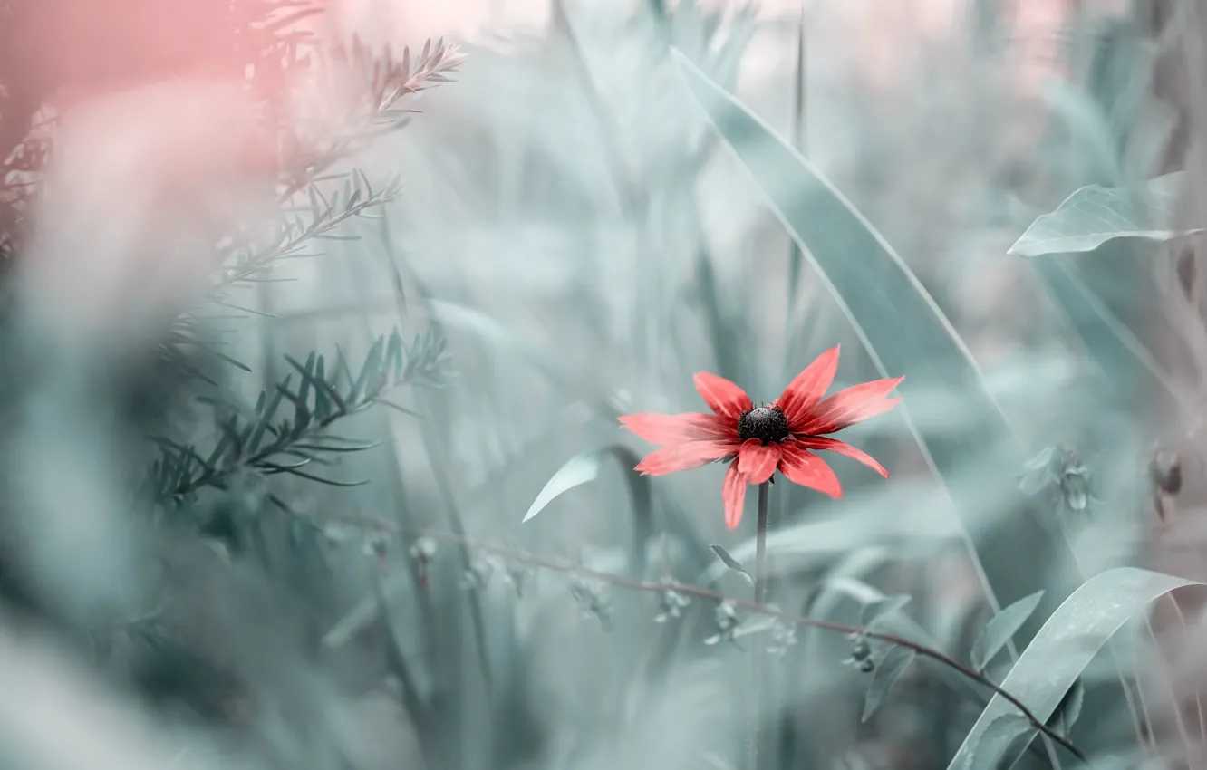 Photo wallpaper flowers, nature, background