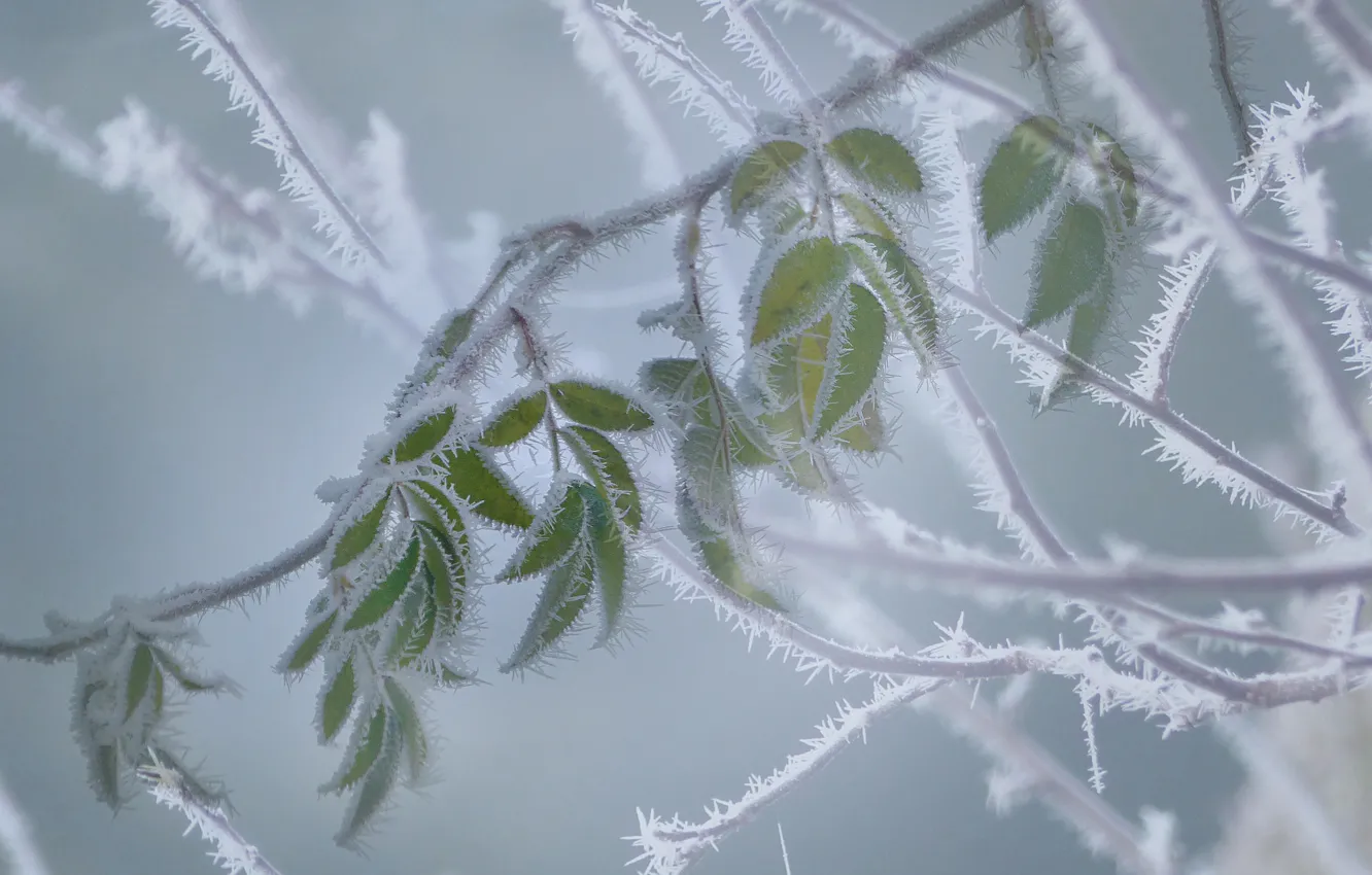 Photo wallpaper frost, leaves, macro, branches