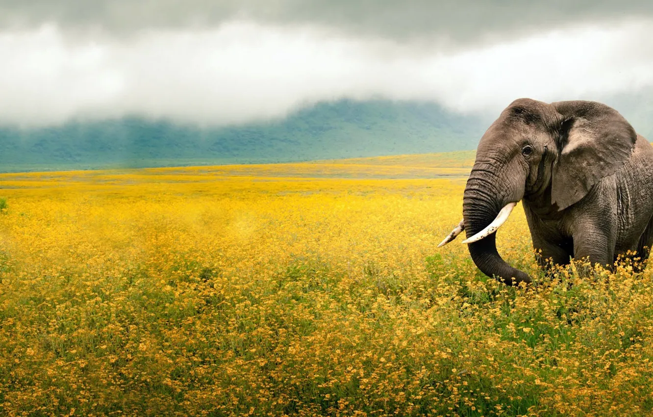 Photo wallpaper flowers, elephant, Africa, flowers, Africa, elephant
