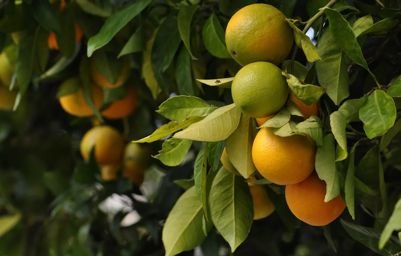 Photo wallpaper leaves, branches, orange, fruit, hanging