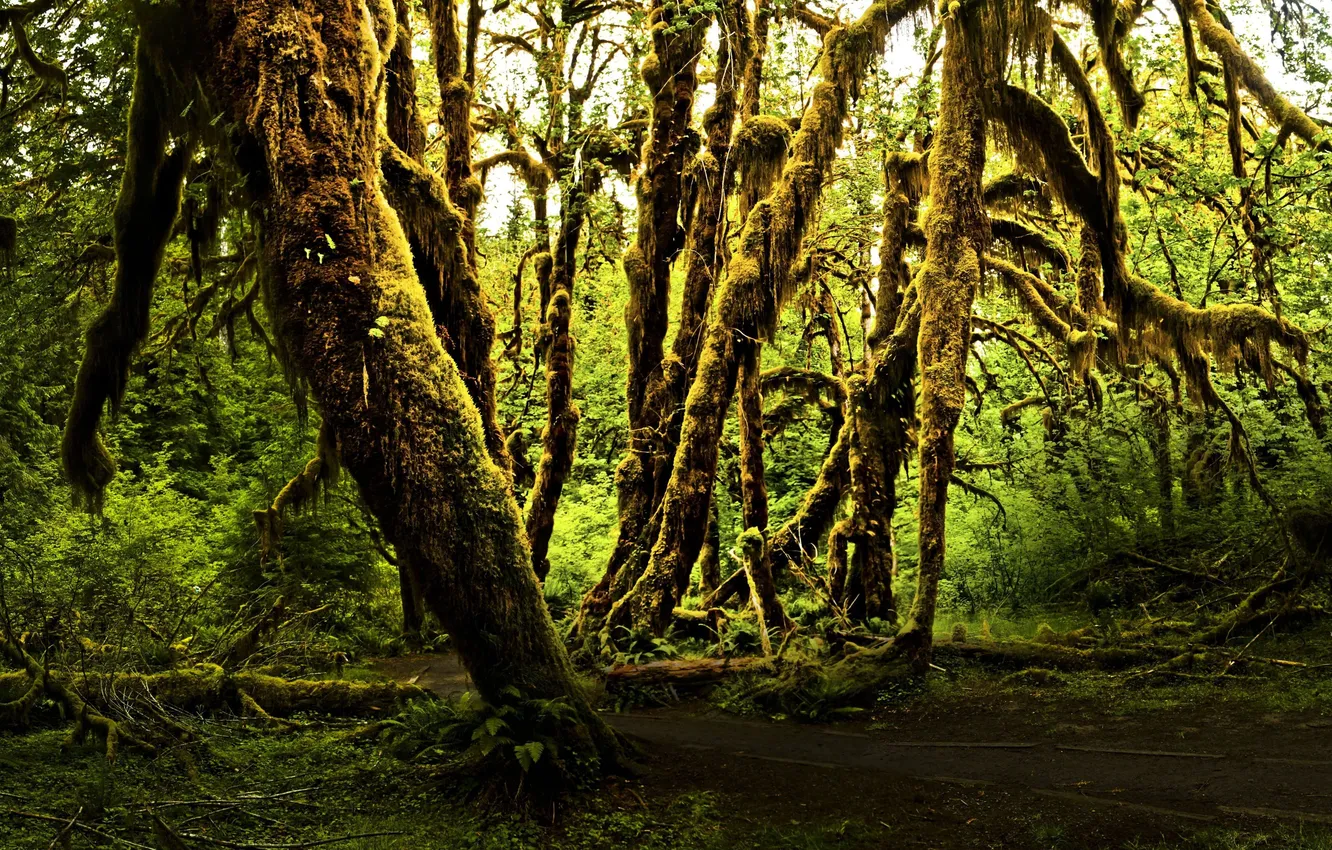 Photo wallpaper greens, forest, trees, nature, fog, moss, twilight, the old forest