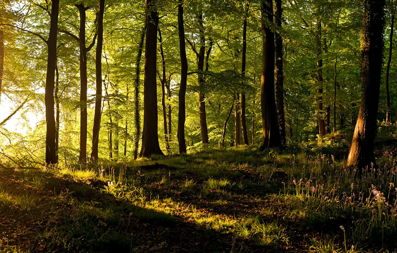 Photo wallpaper forest, rays, light, trees, sunset, panorama