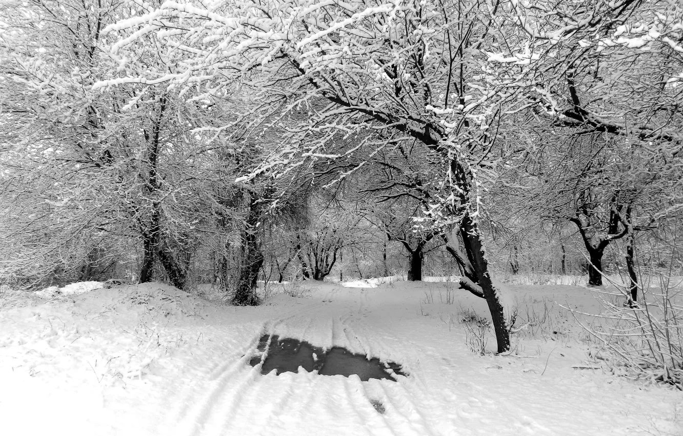 Photo wallpaper winter, road, snow, trees, nature, trees, winter, snow