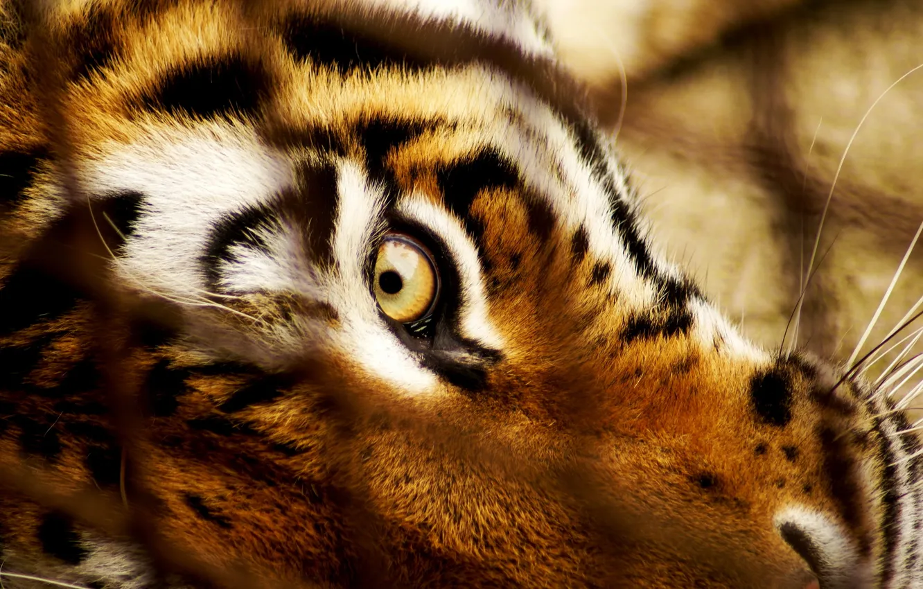 Photo wallpaper eyes, look, face, tiger, predator