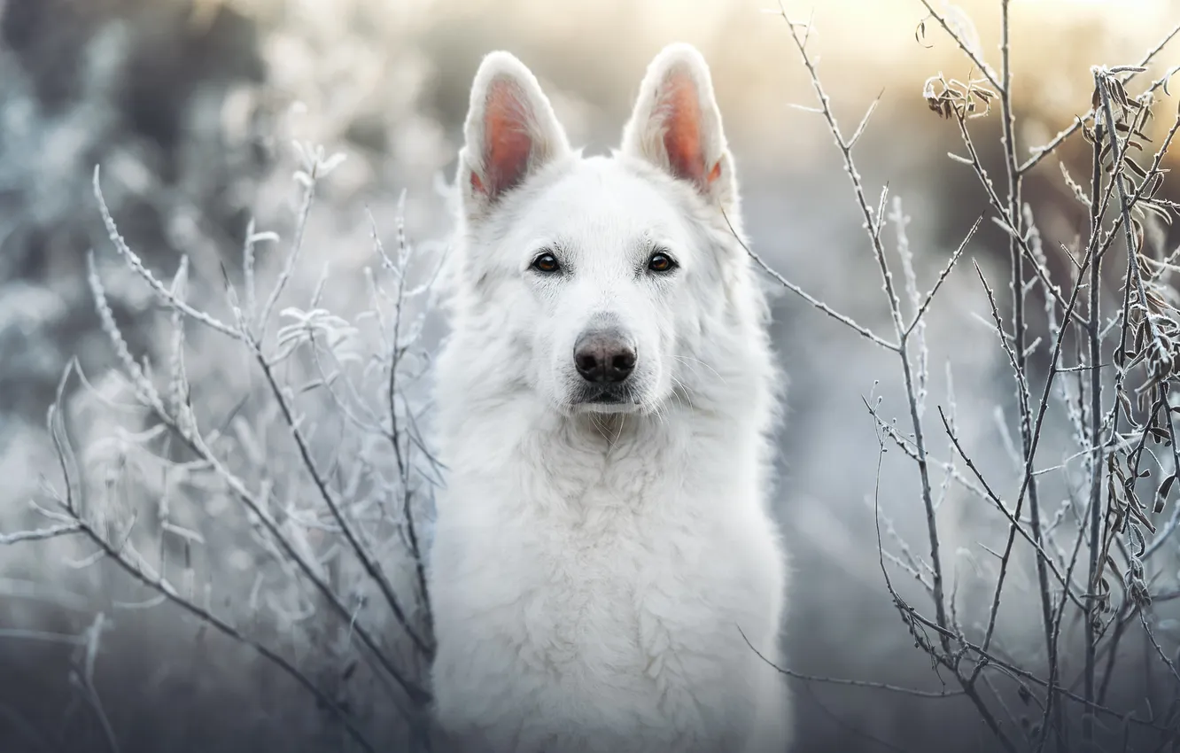 Photo wallpaper look, face, branches, dog, The white Swiss shepherd dog