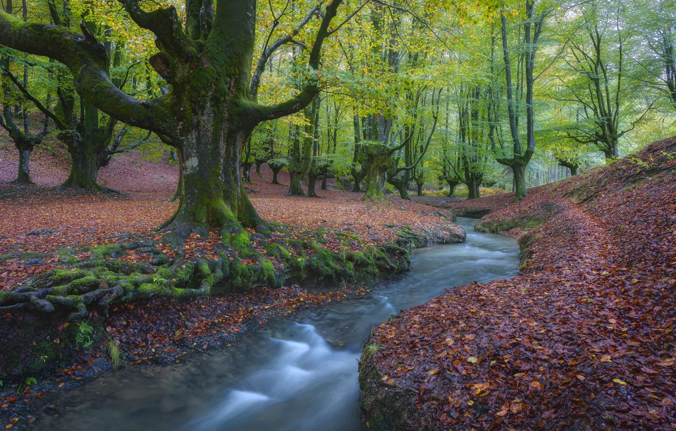 Photo wallpaper autumn, forest, trees, stream, river, Spain, Spain, fallen leaves