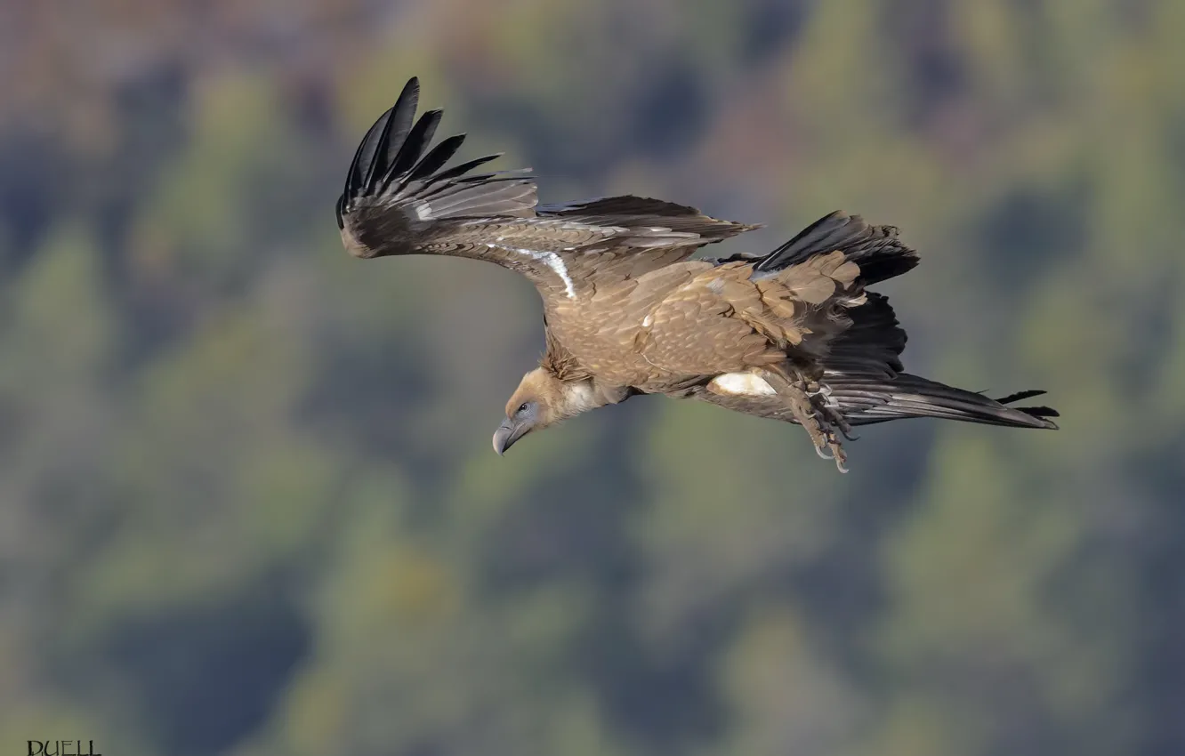 Photo wallpaper flight, nature, background, bird, Flies, DUELL ©