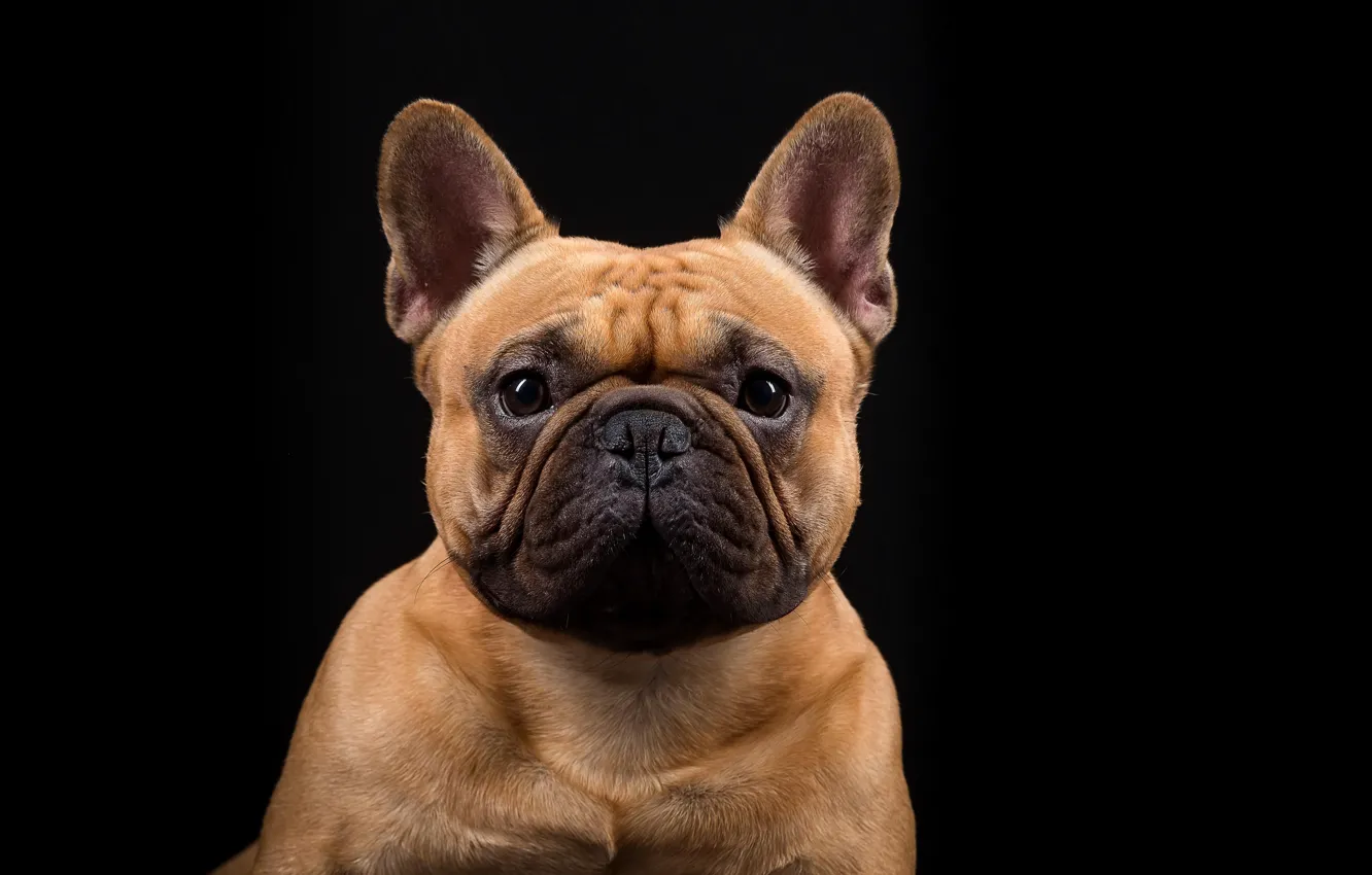 Photo wallpaper look, face, portrait, dog, French bulldog