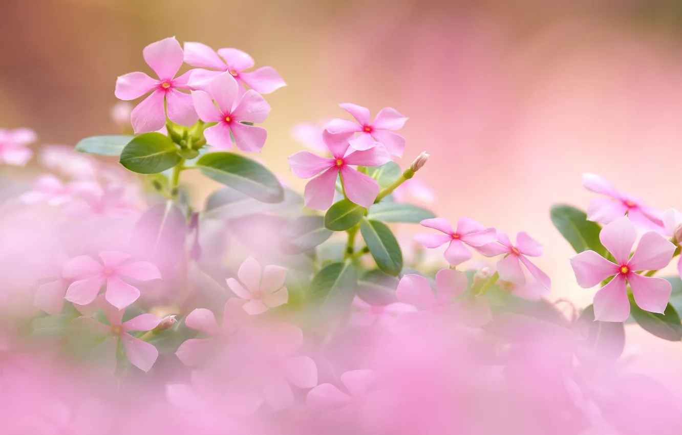 Photo wallpaper bokeh, Catharanthus roseus, Pink periwinkle