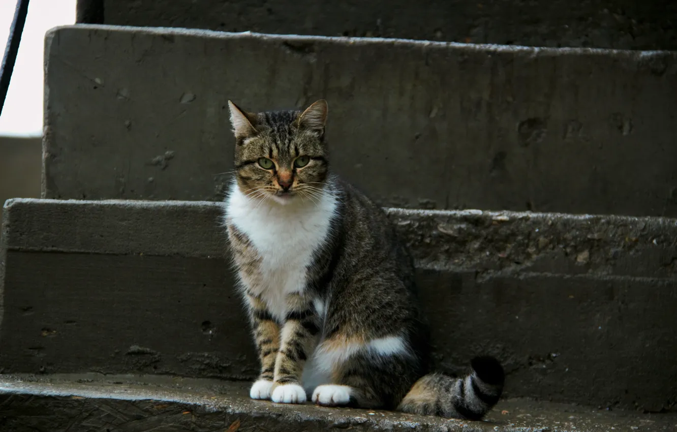 Photo wallpaper cat, cat, look, face, fluffy, cat