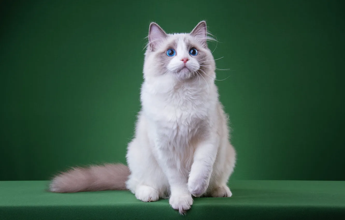Photo wallpaper cat, white, cat, look, pose, kitty, legs, muzzle