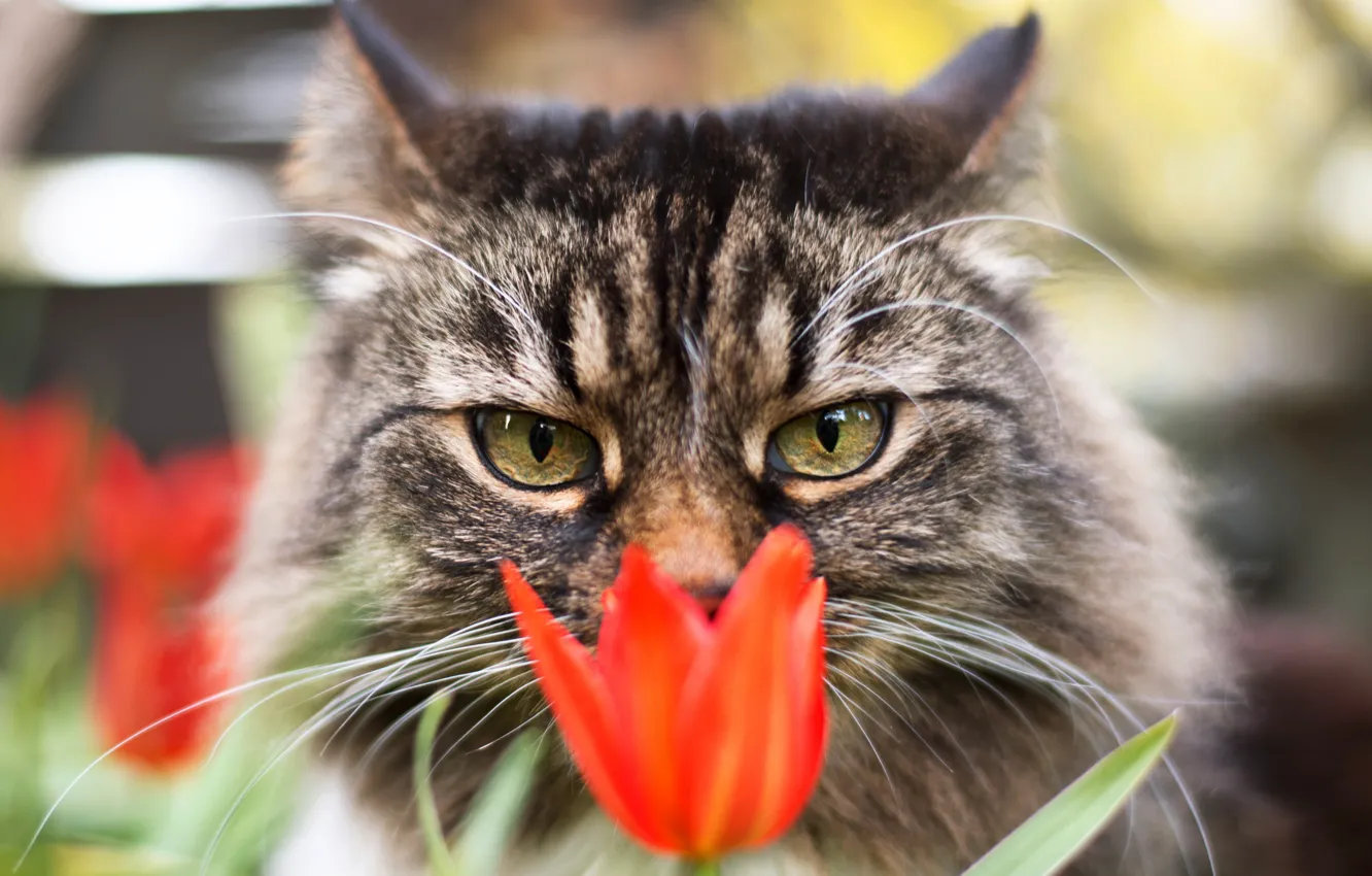 Photo wallpaper cat, eyes, cat, look, flowers, green, background, portrait