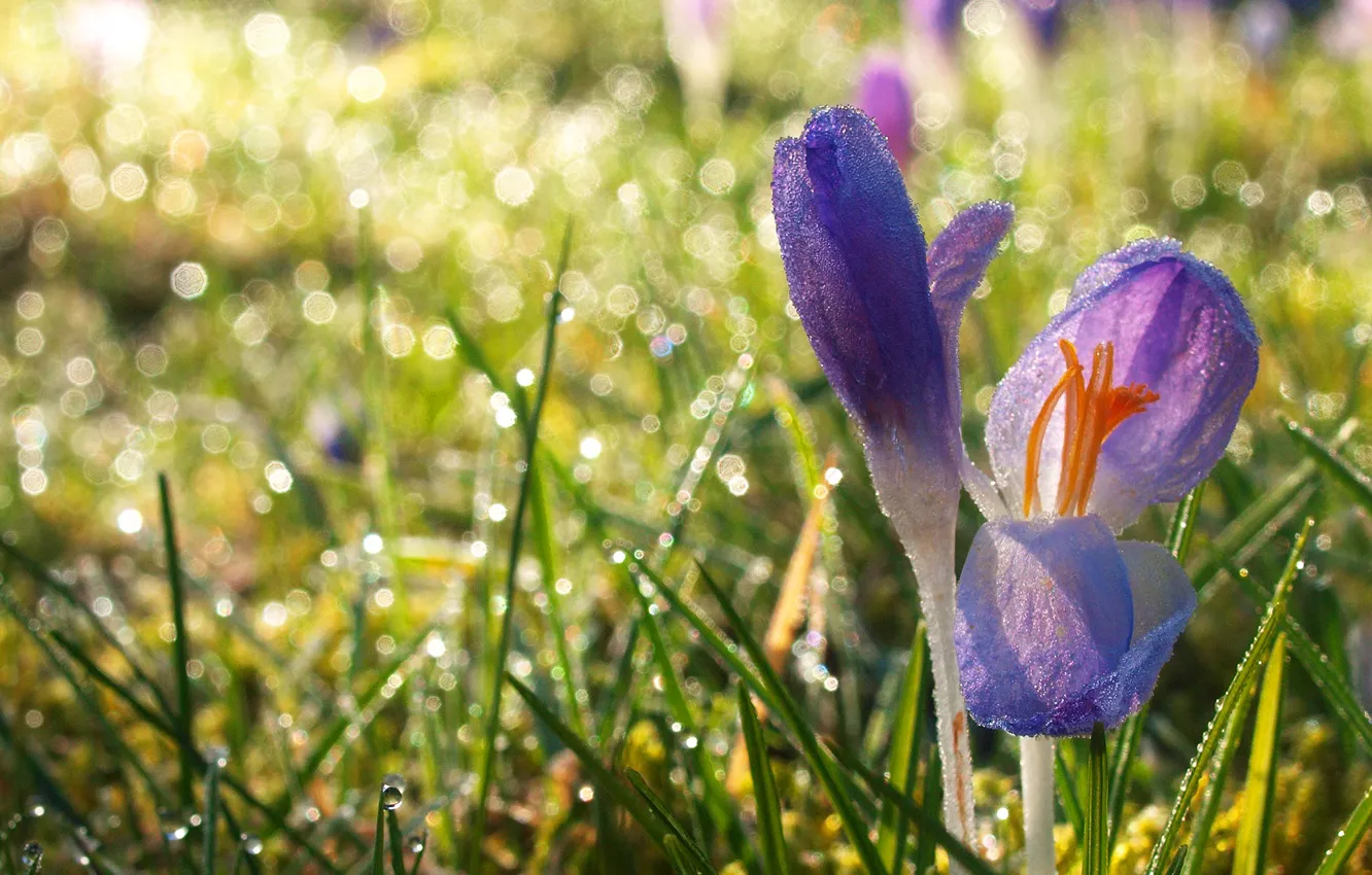 Photo wallpaper light, crocuses, lilac, bokeh