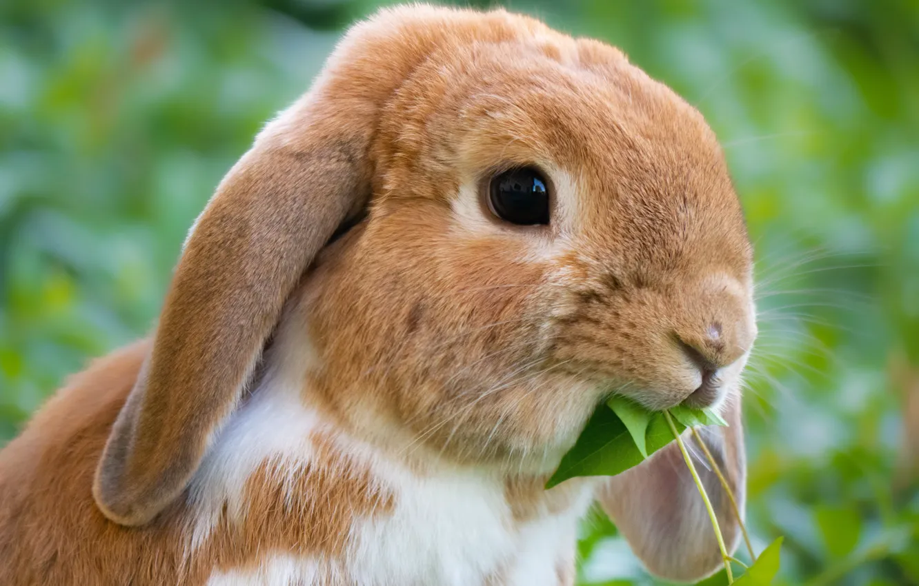 Photo wallpaper look, leaves, leaf, portrait, rabbit, fold, red, face