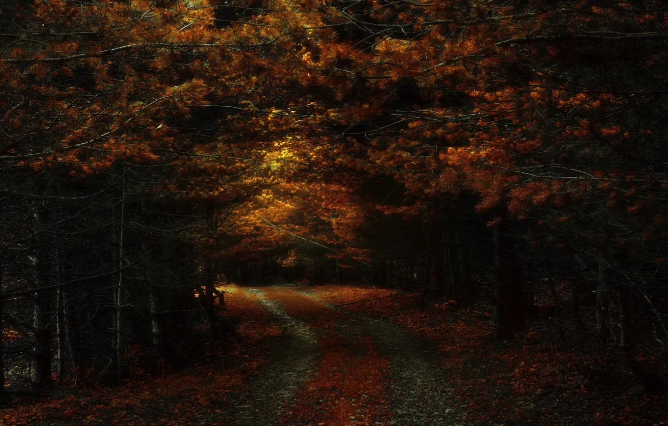 Photo wallpaper autumn, forest, branches, the dark background, pine, twilight, needles, path