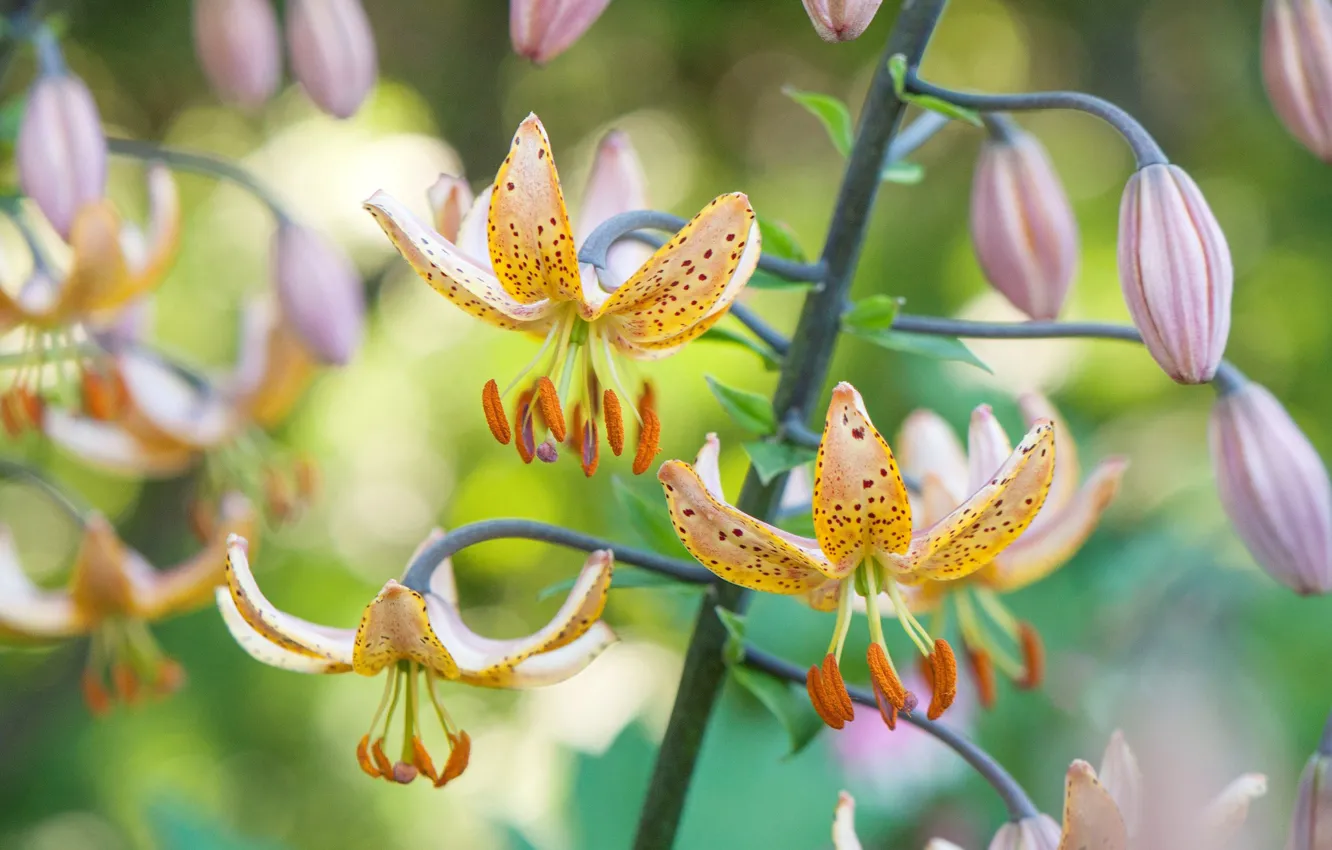 Photo wallpaper Lily, macro, daylilies, yellow