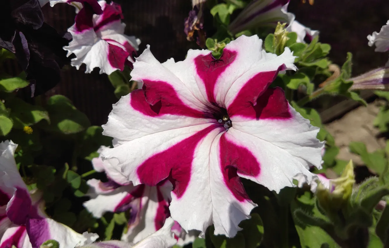 Photo wallpaper macro, flowers, Petunia, Mamala ©