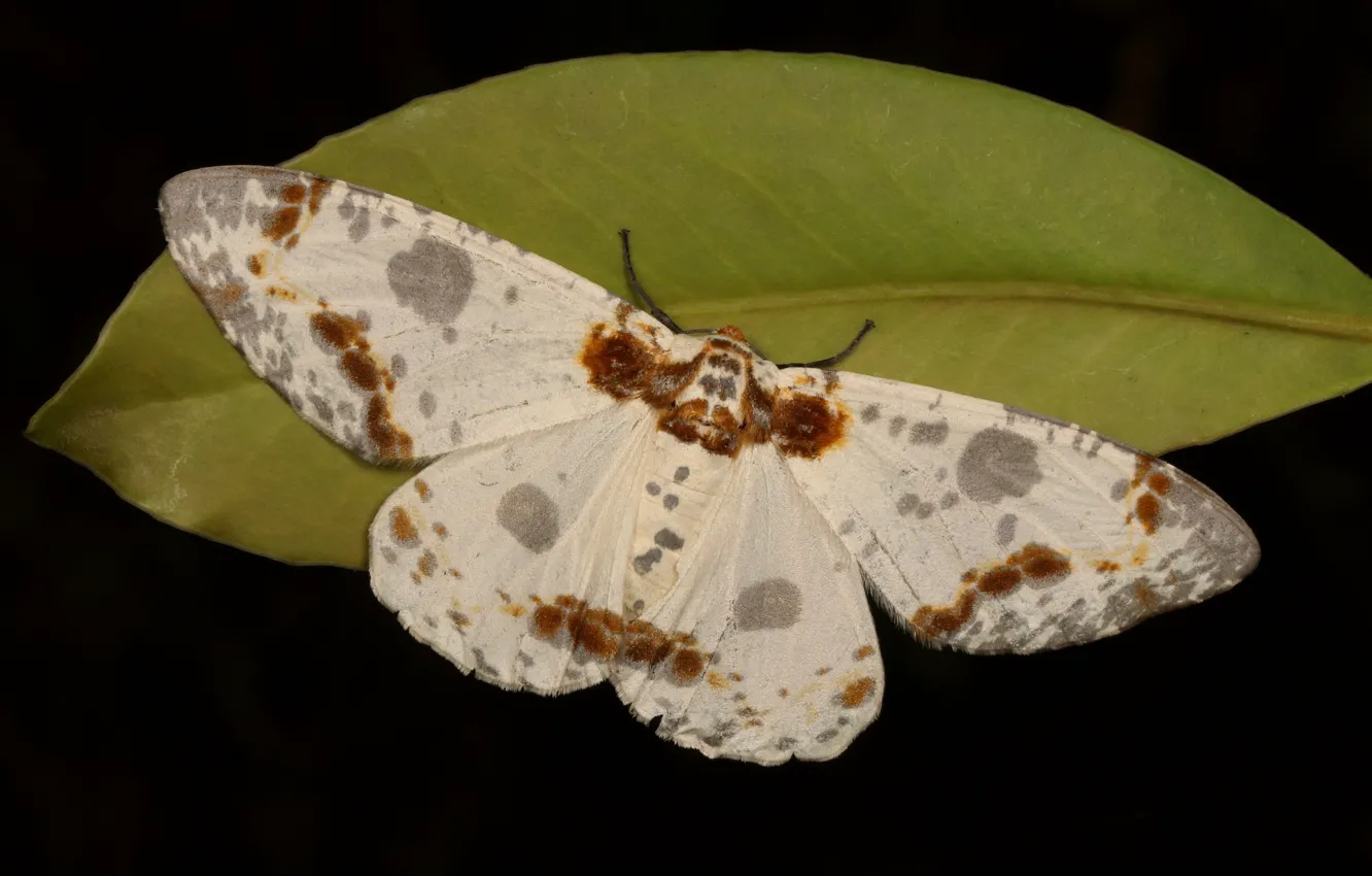 Photo wallpaper butterfly, moth, mol
