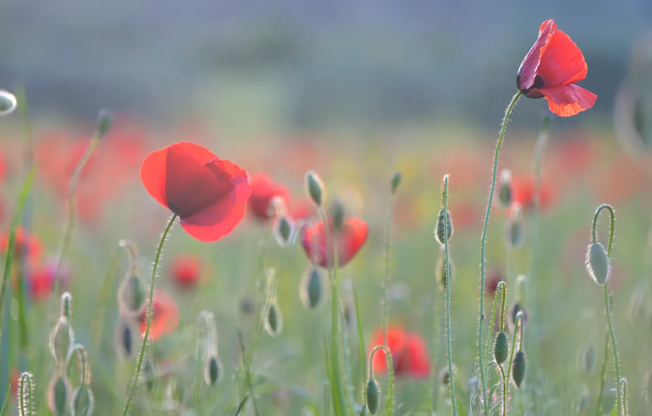 Photo wallpaper flowers, gently, Wallpaper from lolita777, Mac, Maki, buds, glade