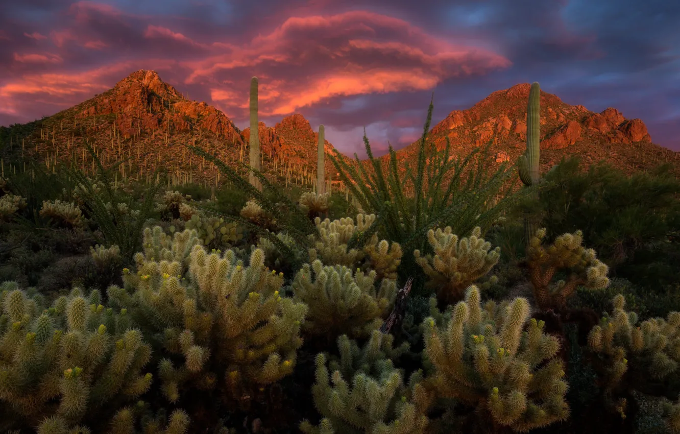 Photo wallpaper landscape, sunset, mountains, clouds, nature, AZ, cacti, USA