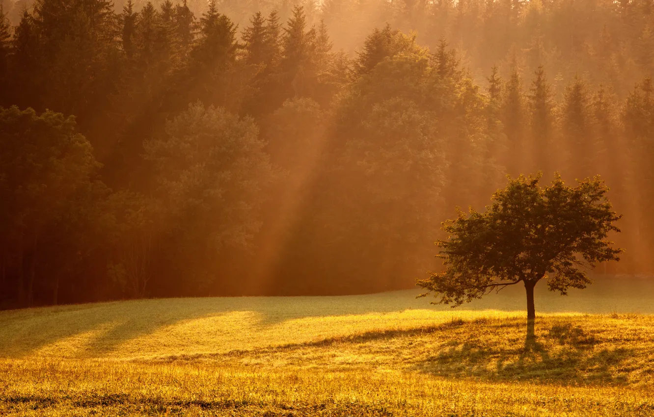 Photo wallpaper light, trees, glade