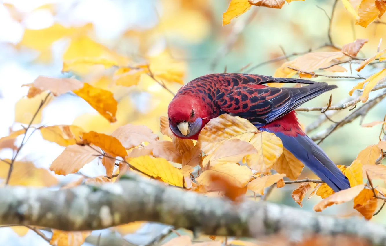 Photo wallpaper autumn, leaves, branches, red, bird, parrot, bokeh, Lori