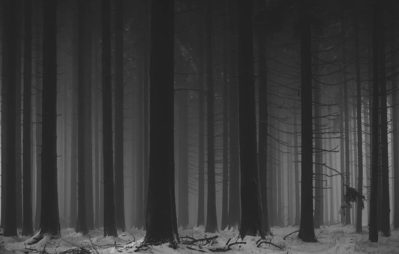 Photo wallpaper winter, forest, snow, trees, nature, fog, black and white, monochrome
