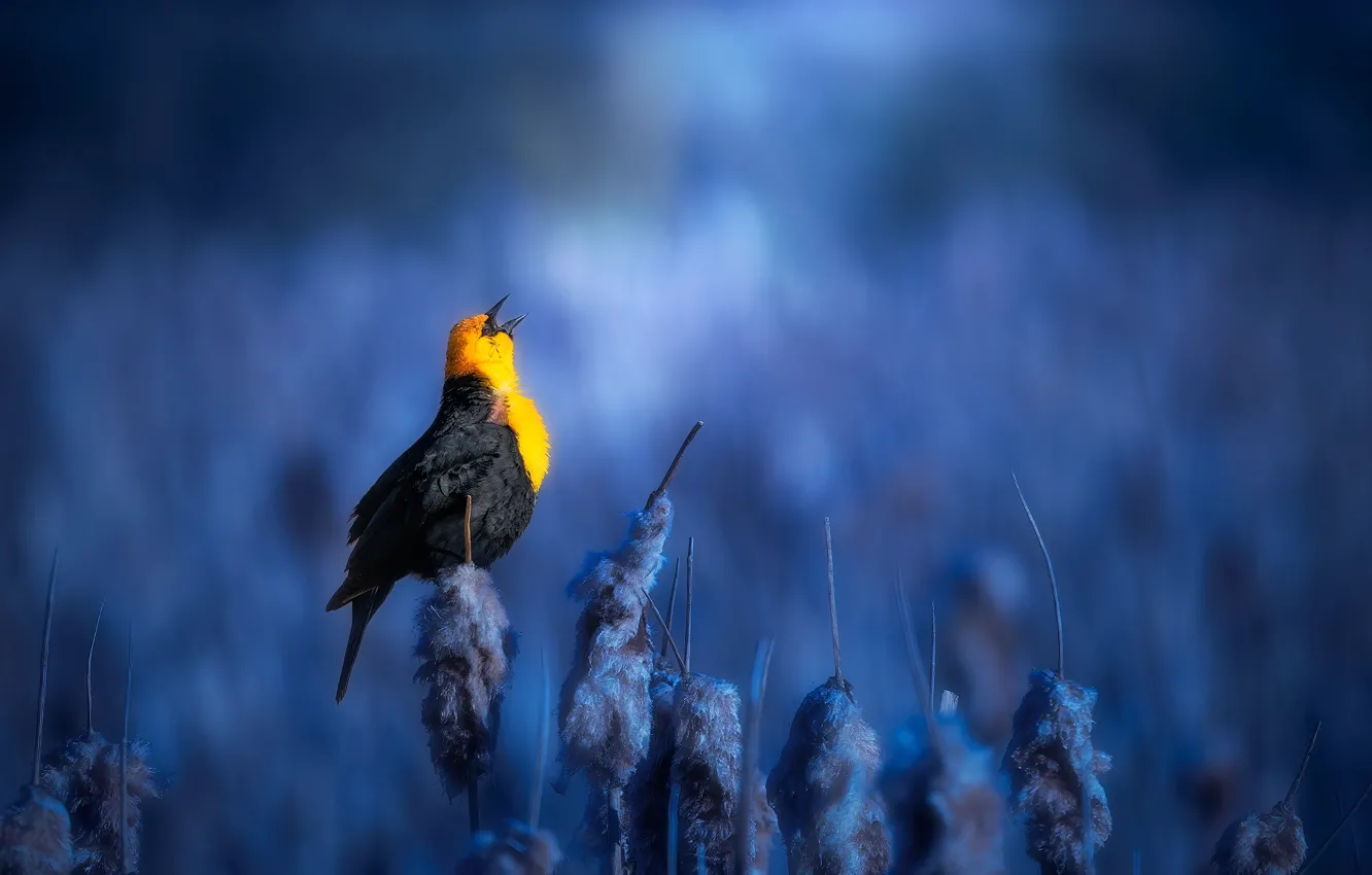 Photo wallpaper grass, nature, bird, morning